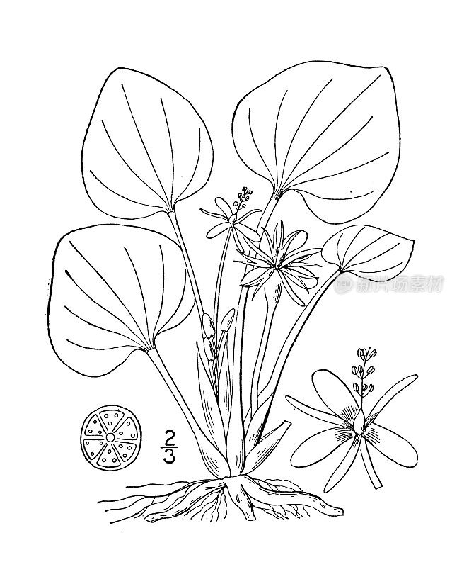 古植物学植物插图:海绵Limnobium Spongia，青蛙的bit